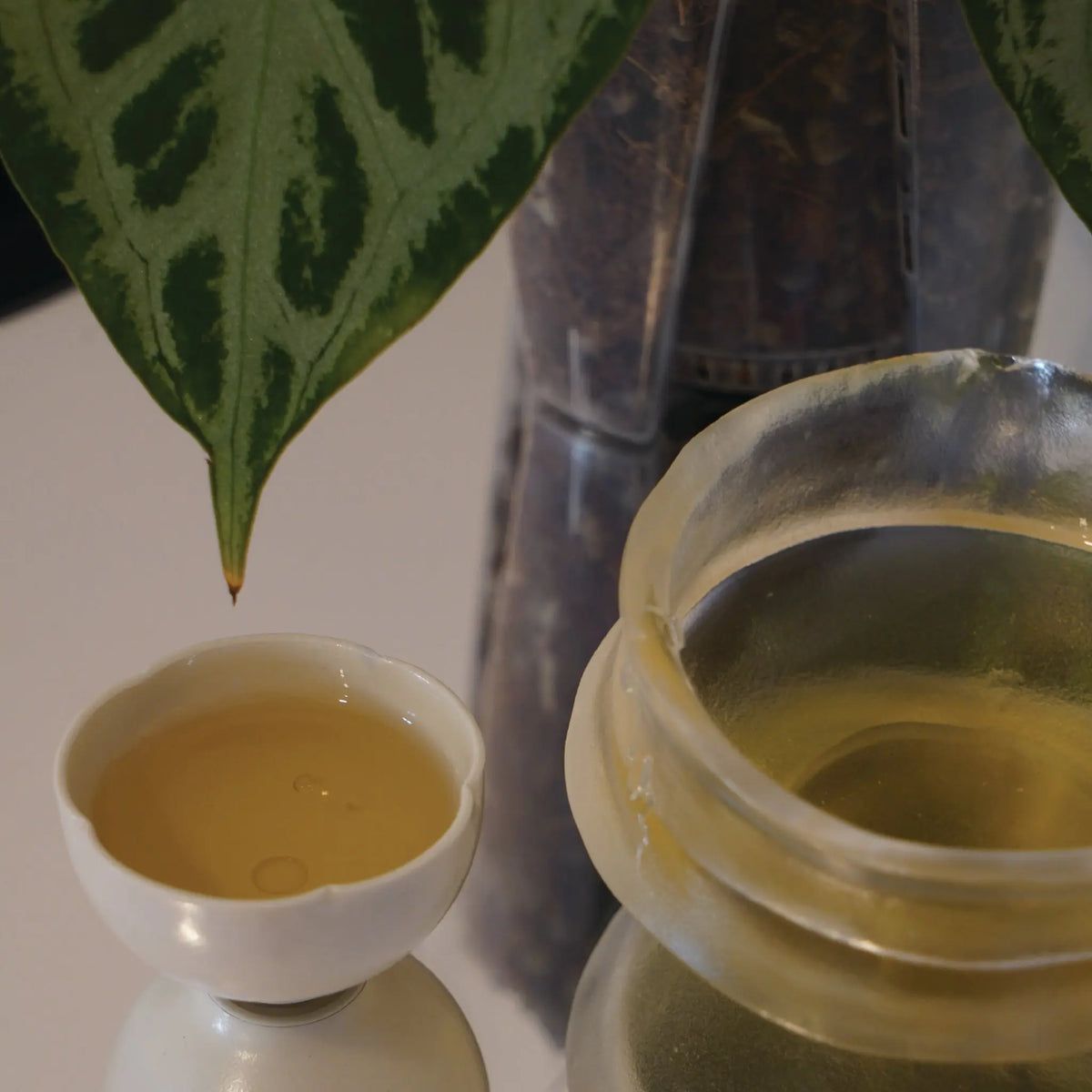 精選古樹白茶系列 Tealf: Wellness Ritual For Body, Mind &amp; Space 